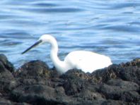 Seidenreiher, Egretta garzetta
