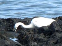 Seidenreiher, Egretta garzetta