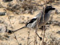 Südlicher Raubwürger, Lanius meridionalis