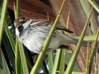 Passer hispaniolensis, Weidensperling