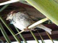 Passer hispaniolensis, Weidensperling