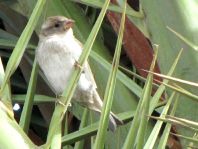 Passer hispaniolensis, Weidensperling