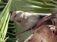 Passer hispaniolensis, Weidensperling
