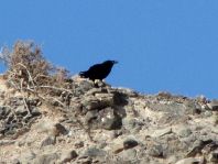Rabenvogel, Corvus sp.