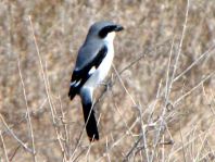 Südlicher Raubwürger, Lanius meridionalis
