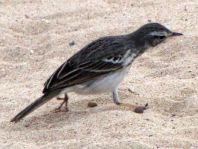 Kanarenpieper, Anthus berthelotii