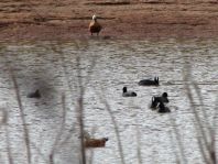 Blässhuhn, Fulica atra