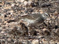 Kanarenpieper, Anthus berthelotii