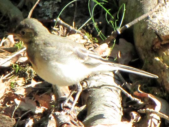 Vogel