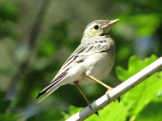 Vogel