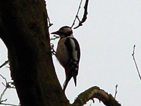Specht