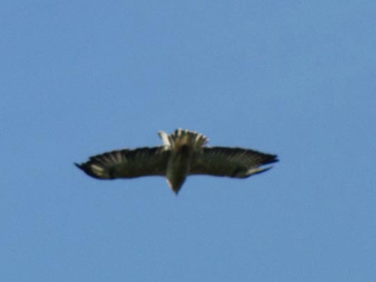 Greifvogel