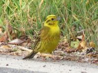 Goldammer, Emberiza citrinella