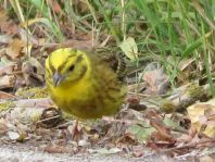 Goldammer, Emberiza citrinella