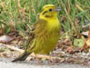 Goldammer, Emberiza citrinella