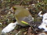 Grünfink, Carduelis chloris