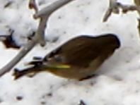 Grünfink, Carduelis chloris