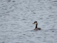 Haubentaucher, Podiceps cristatus