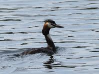 Haubentaucher, Podiceps cristatus
