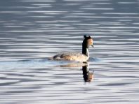 Haubentaucher, Podiceps cristatus