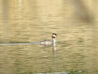 Haubentaucher, Podiceps cristatus