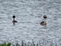 Haubentaucher, Podiceps cristatus