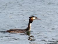Haubentaucher, Podiceps cristatus