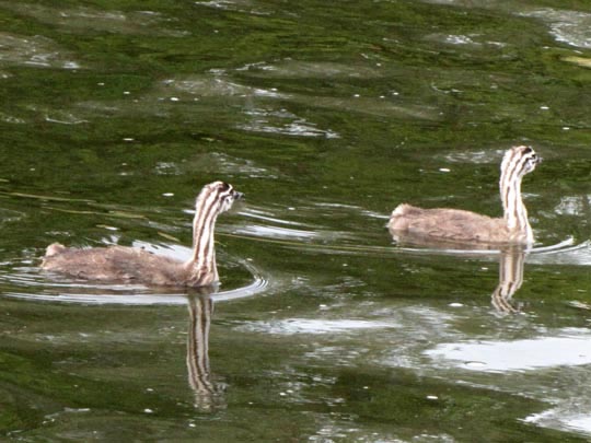 Haubentaucher, Podiceps cristatus
