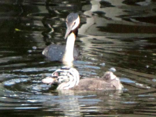 Haubentaucher, Podiceps cristatus