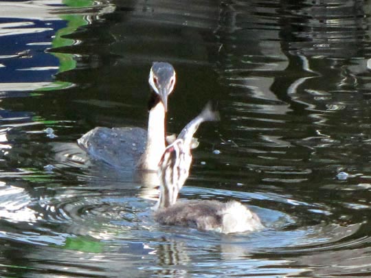 Haubentaucher, Podiceps cristatus
