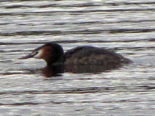 Haubentaucher, Podiceps cristatus
