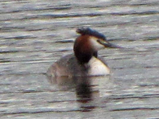 Haubentaucher, Podiceps cristatus