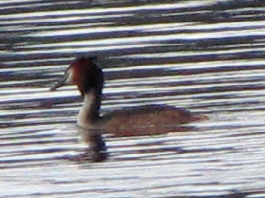 Haubentaucher, Podiceps cristatus