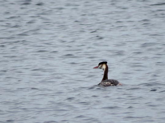 Haubentaucher, Podiceps cristatus