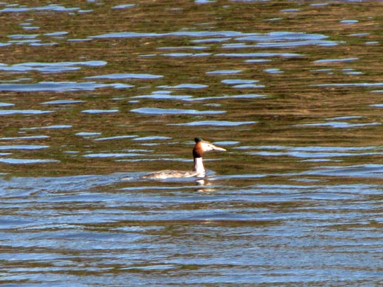 Haubentaucher, Podiceps cristatus