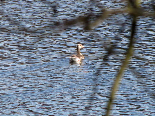 Haubentaucher, Podiceps cristatus