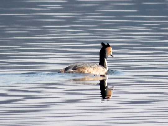 Haubentaucher, Podiceps cristatus