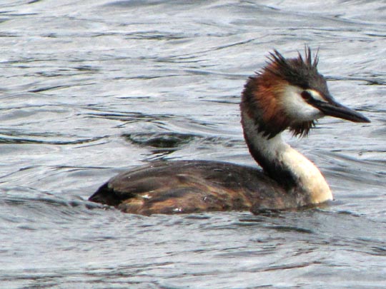 Haubentaucher, Podiceps cristatus