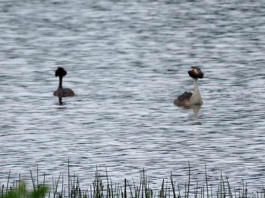 Haubentaucher, Podiceps cristatus