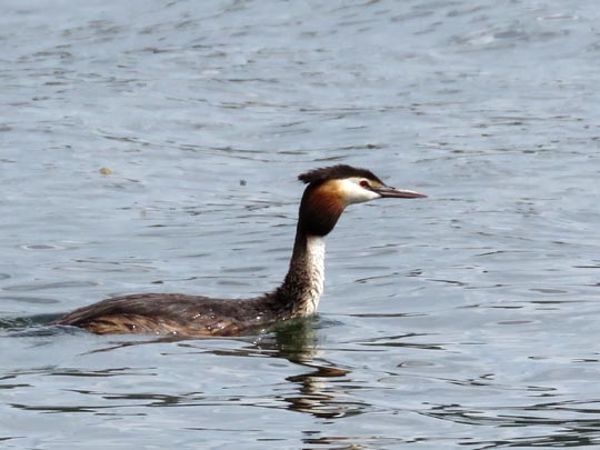 Haubentaucher, Podiceps cristatus