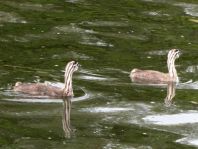 Haubentaucher, Podiceps cristatus