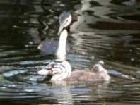 Haubentaucher, Podiceps cristatus