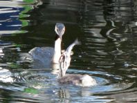 Haubentaucher, Podiceps cristatus