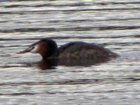 Haubentaucher, Podiceps cristatus