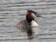 Haubentaucher, Podiceps cristatus