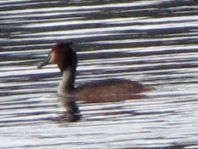 Haubentaucher, Podiceps cristatus