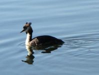 Haubentaucher, Podiceps cristatus