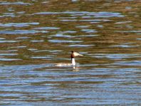 Haubentaucher, Podiceps cristatus