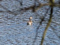 Haubentaucher, Podiceps cristatus