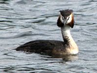 Haubentaucher, Podiceps cristatus